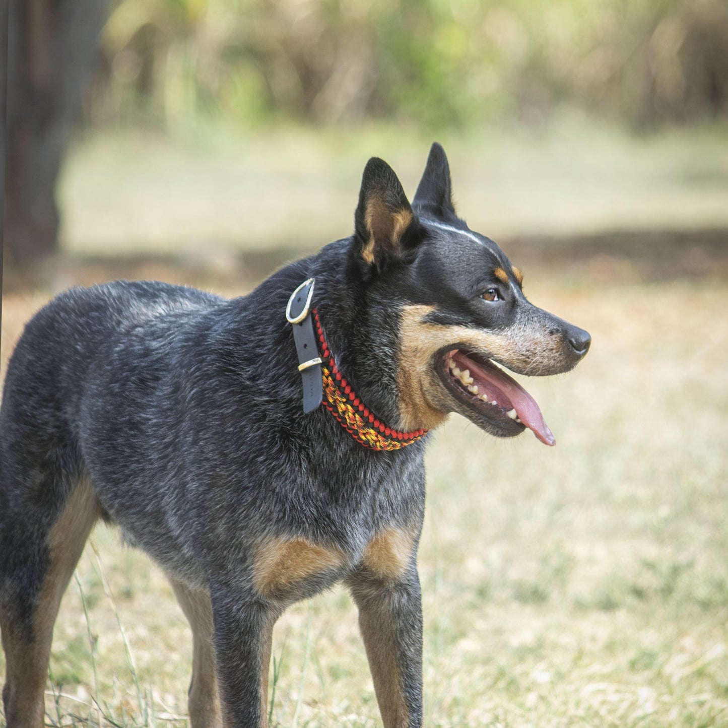 Collar Artesanal para Perros | Fuego