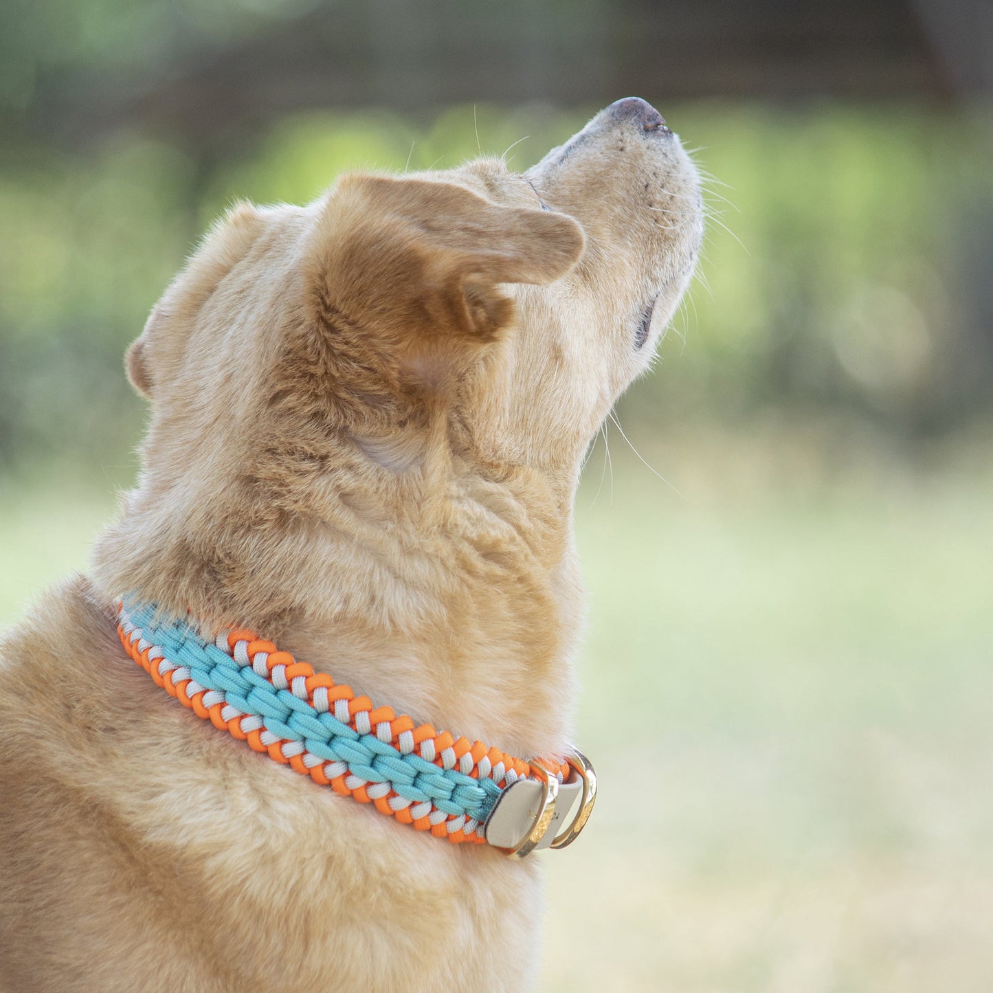 Collar Artesanal para Perros | Orange Blue