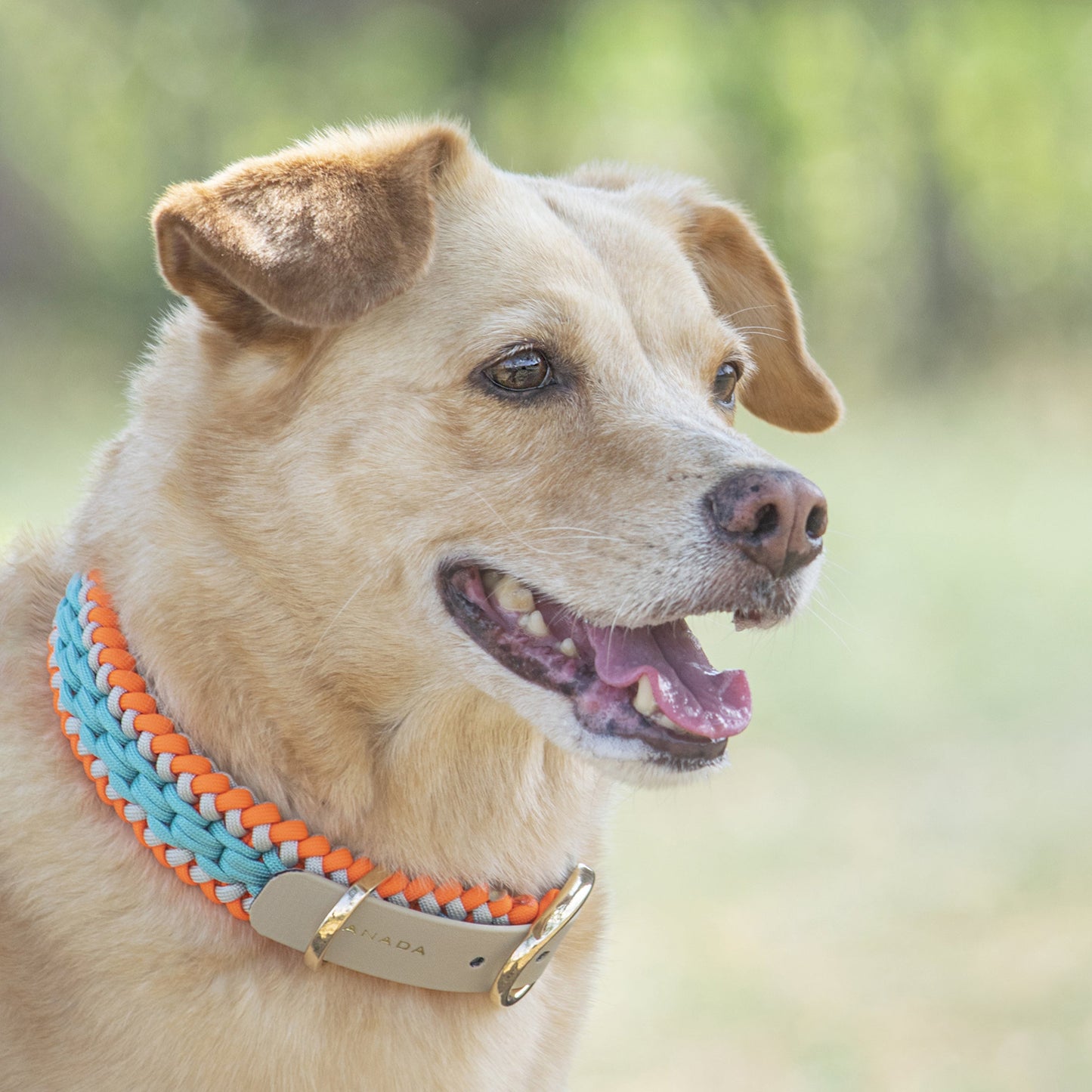 Collar Artesanal para Perros | Orange Blue