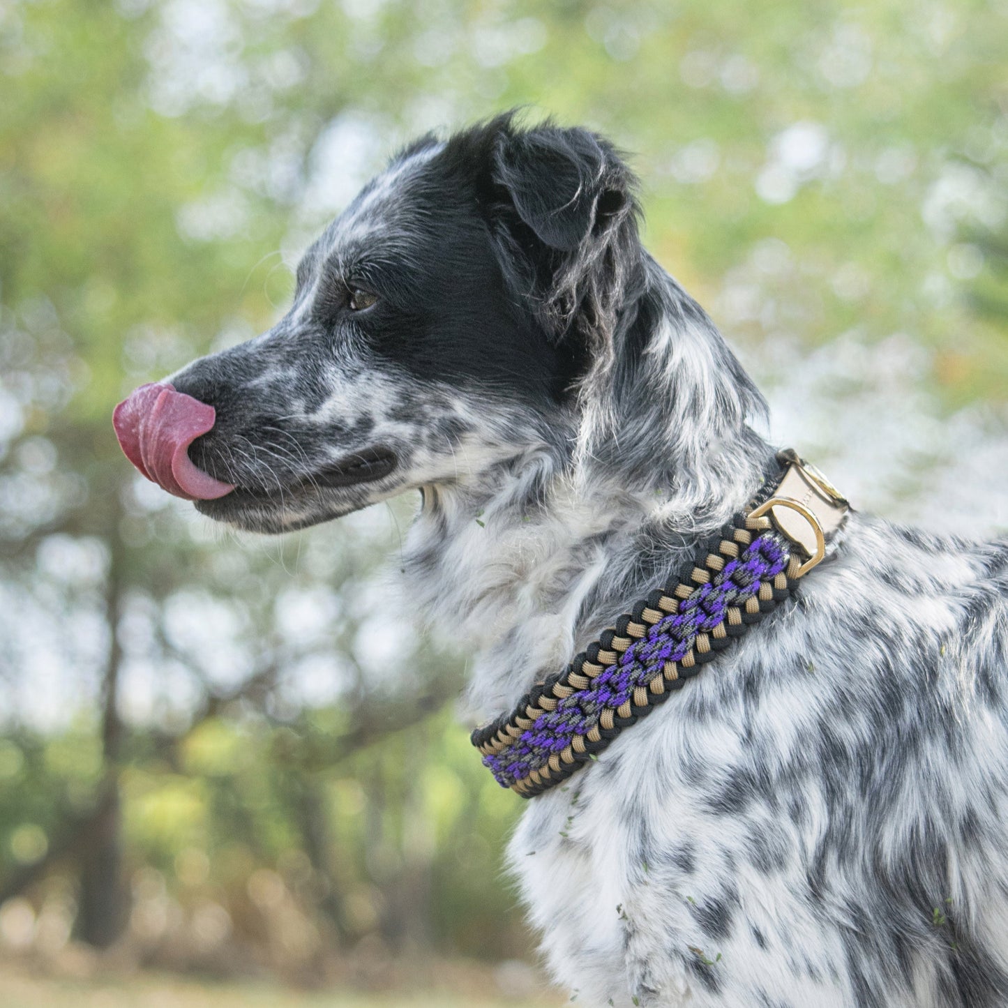 Collar Artesanal para Perros | Mystic Gold