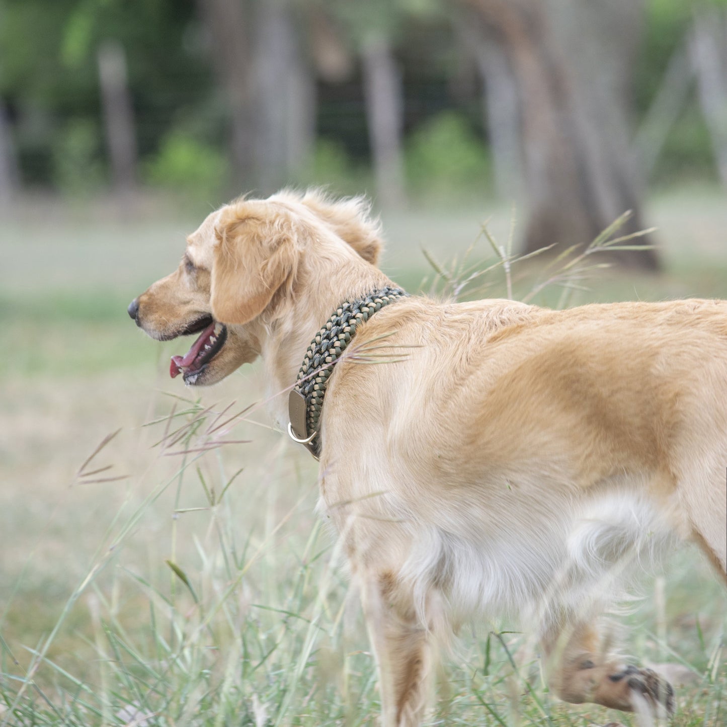 Collar Artesanal para Perros | Olive Gold