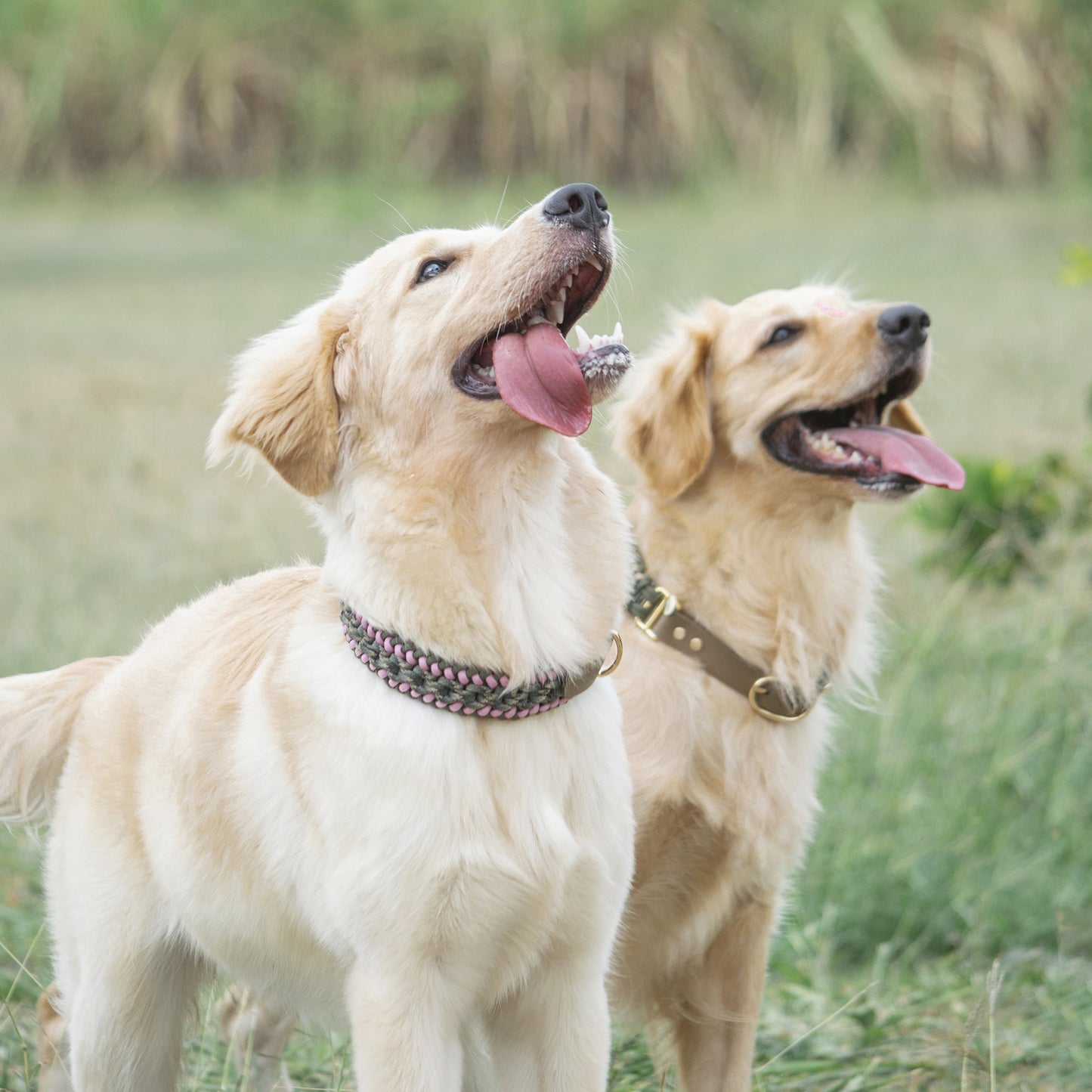 Collar Artesanal para Perros | Olive Pink