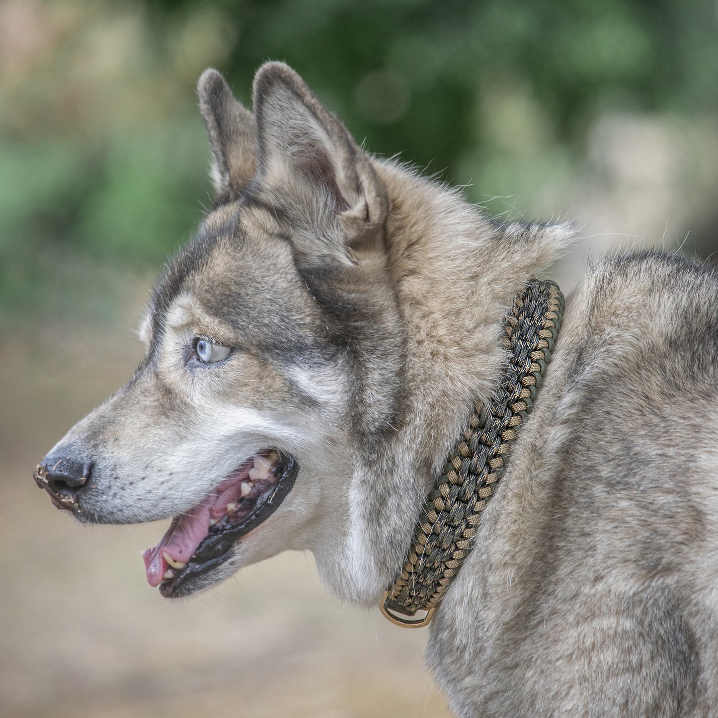 Collar Artesanal para Perros | Olive Gold